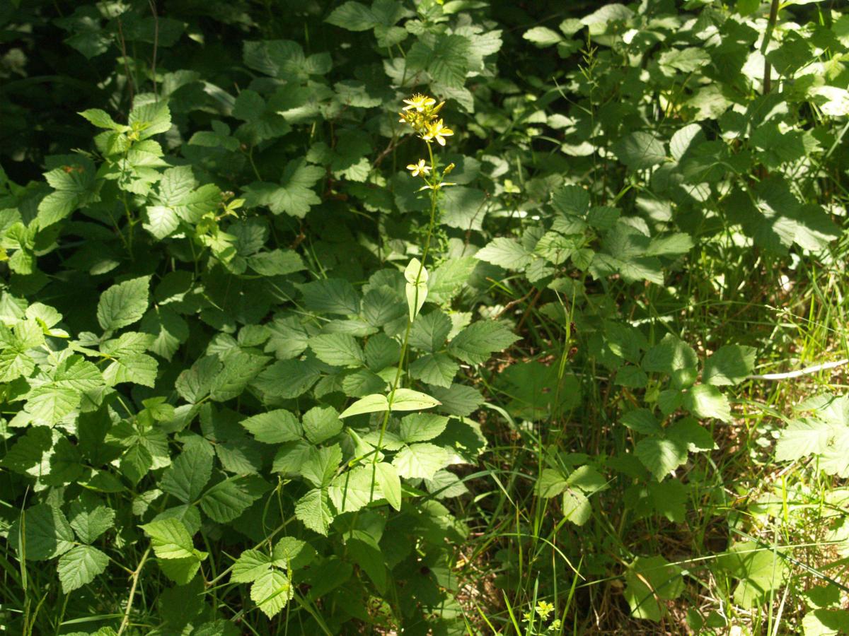 St. John's Wort, Mountain plant